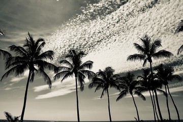 black&white palms