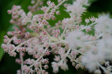 lilac flowers in spring