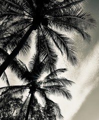 black&white palms