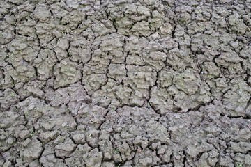 cracked earth. Texture. Young shoots of plants sprout through the ground.