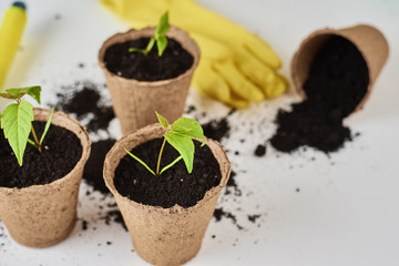 Plant in pot with soil and yellow gloves on the table. Plant care concept