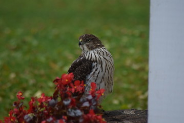 Coopers Hawk in the flowers