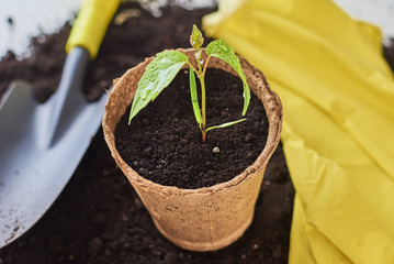 Plant in pot, small shovel and yellow gloves on soil. Plant care and gardening concept