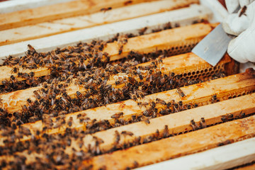 A beekeeper in protective clothing is using a hive tool to clean a honeycomb.