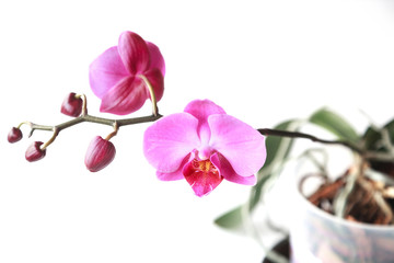 Naklejka na ściany i meble Beautiful orchid flower on white background for beauty and agriculture concept design. Phalaenopsis Orchidaceae.