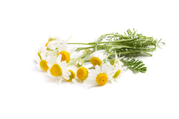 Chamomile flowers on isolated white background