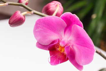 Fototapeta na wymiar Beautiful orchid flower in orchid garden for beauty and agriculture concept design. Phalaenopsis Orchidaceae.
