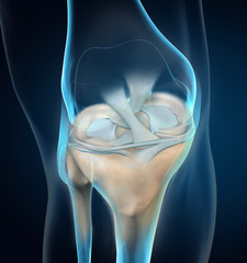 Knee joint, menisci and ligaments, medically 3D illustration