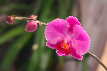 Beautiful orchid flower in orchid garden for beauty and agriculture concept design. Phalaenopsis Orchidaceae.