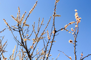 spring flowers on apple tree