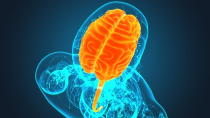 Human Brain Anatomy For Medical Concept 3D