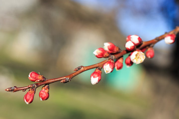 spring flowers on apple tree