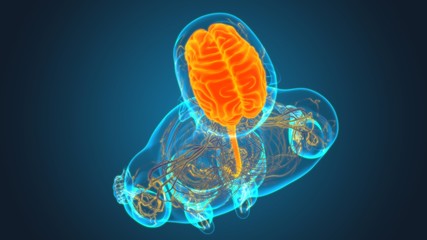 Human Brain Anatomy For Medical Concept 3D