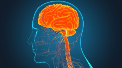 Obraz premium Human Brain Anatomy For Medical Concept 3D