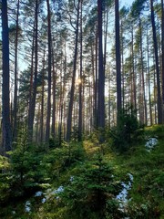 Fototapeta premium the sun breaking through the trees in the forest