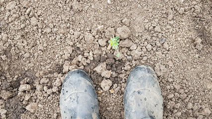 Galoshes in the garden