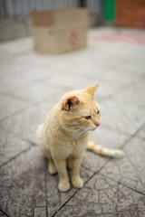 Fototapeta premium Cute yellow cat is sitting on the street