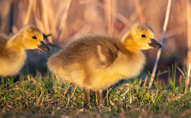 Canadian Goslings and family around a marsh in early spring