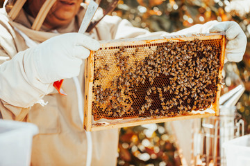 A beekeeper in protective clothing is holding a honeycomb and a hive tool in his hands for inspection. A smoker is in the background.