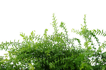 Obraz premium Leaf border isolated on white background. This has clipping path.