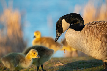 Canadian Goslings and family around a marsh in early spring