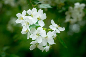 Blossoming apple tree flowers in the sun