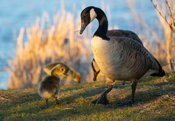 Canadian Goslings and family around a marsh in early spring