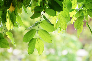 Green leaves with bokeh green blurred background.  