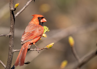 Male Cardinal on a blooming tree