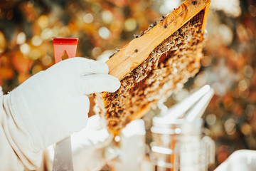 A beekeeper in protective clothing is holding a honeycomb and a hive tool in his hands for...
