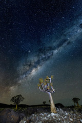 quiver tree under mikyway, nightscape , in the Karoo, south africa