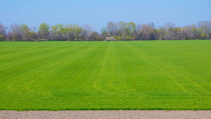 young wheat plants growing in the field