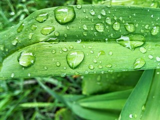 water drops on green leaf