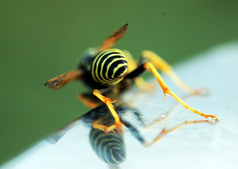 wasp rear view