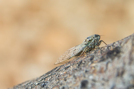 Cigale en gros plan sur uen &eacute;corce d'arbre : beaut&eacute; de la faune en &eacute;t&eacute;
