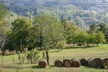 Alberi e covoni