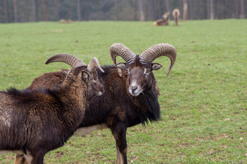 Boucs