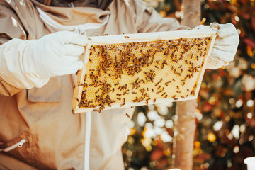 A beekeeper in protective clothing is holding a honeycomb in his hands for inspection.