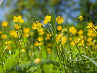 field with wild flowers, buttercups, butterblumen