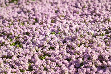 Purple alyssum flower in full bloom outdoor in May.