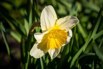 With the onset of the may heat, daffodils appeared in the city's flower beds.