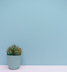 Small cactus, plants potted in blue pot for home decoration on blue background. Green home houseplant.