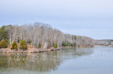 Many geese and seagulls flying and swimming in lake