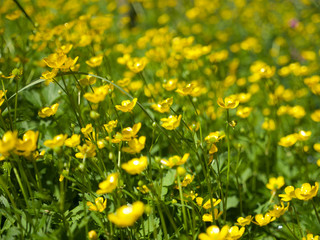 field with yellow flowers, buttercups, Butterblumenfeld