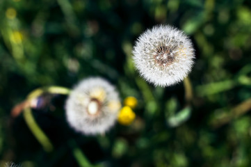 A dandelion close-up from above on a meadow with weed, buttercups and dandelions