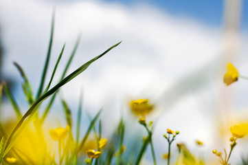 Weed and buttercups on the background of white clouds and blue sky