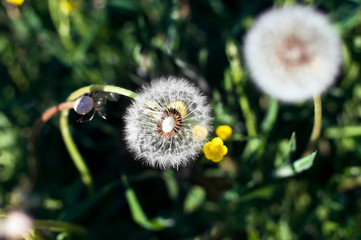 A dandelion close-up from above on a meadow with weed, buttercups and dandelions