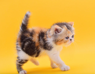 portrait  cute persian kitten a yellow background