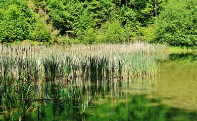 Wissbachschlucht, Naturparadies, Ostschweiz