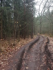 Obraz premium Forest trail 